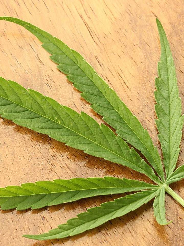 层叠舒展的植物叶片
