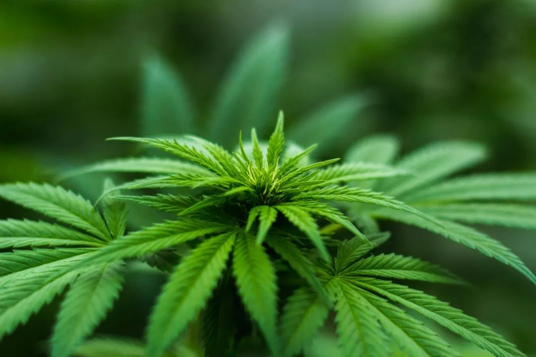 自然环境中的绿色植物群落