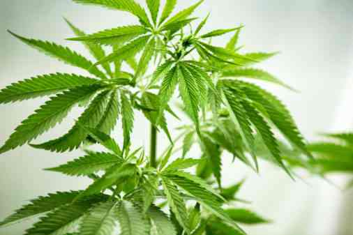 叶片纹理与脉络细节