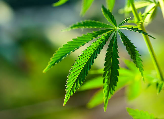 植物叶片细节